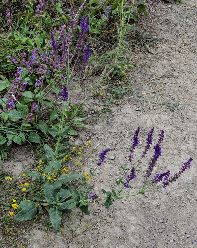 Изображение особи Salvia nemorosa.