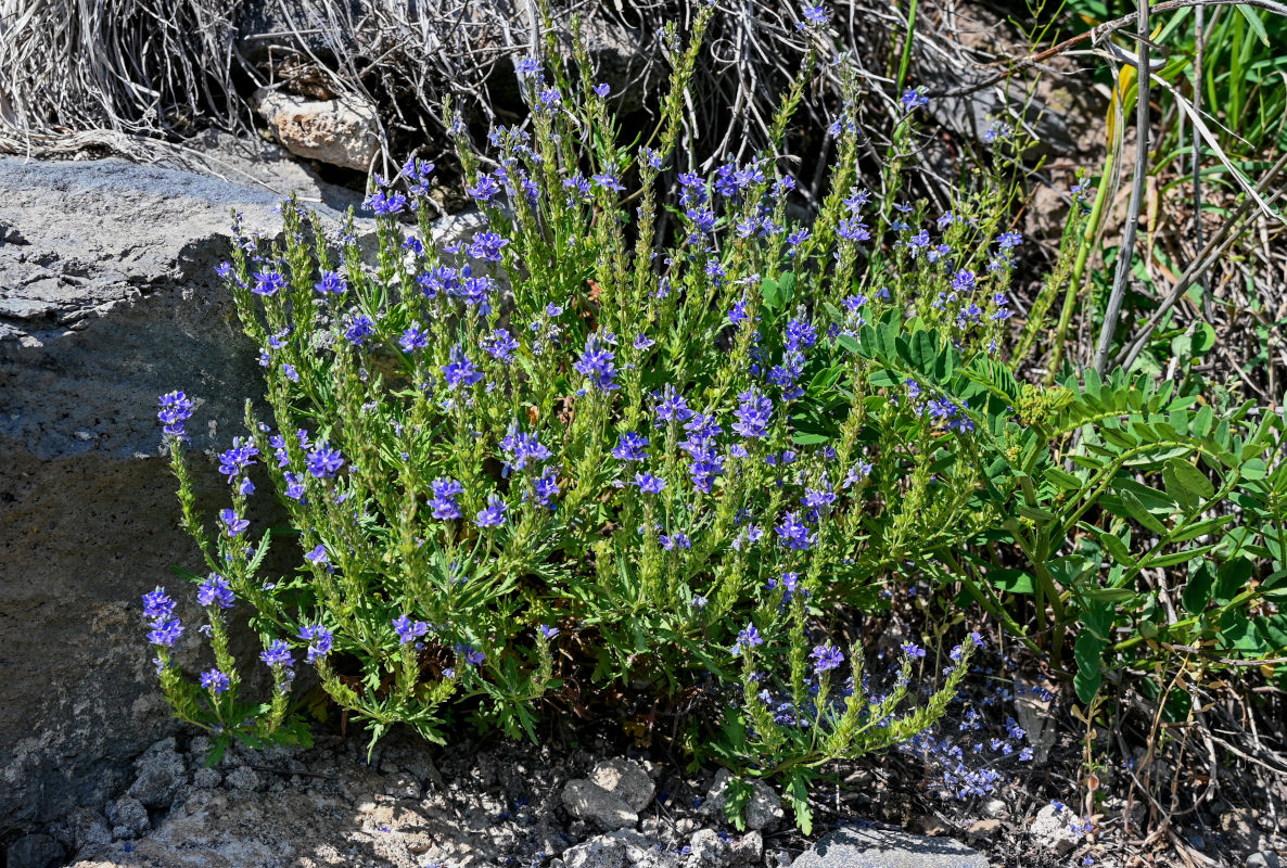 Image of Veronica orientalis specimen.