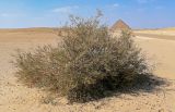 Ochradenus baccatus. Цветущее растение. Египет, мухафаза Эль-Гиза, окр. г. Дахшур, каменисто-песчаная пустыня. 29.04.2023.