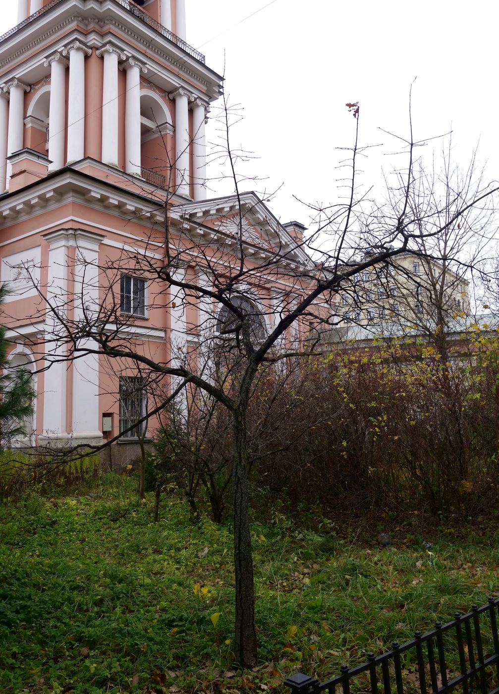 Изображение особи Quercus robur.