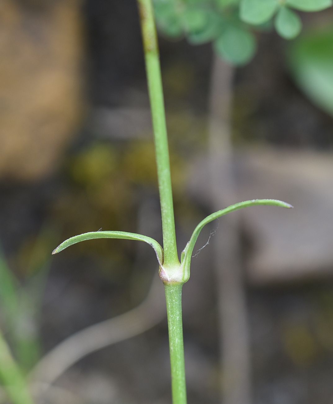 Image of genus Silene specimen.