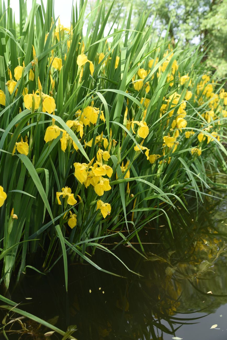 Изображение особи Iris pseudacorus.