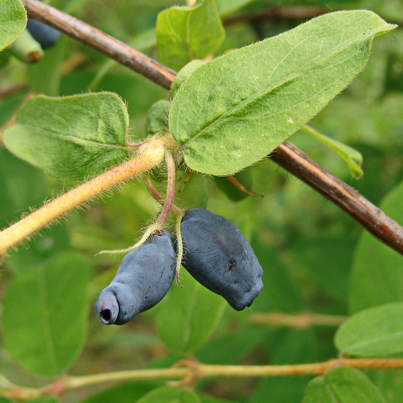 Image of Lonicera edulis specimen.