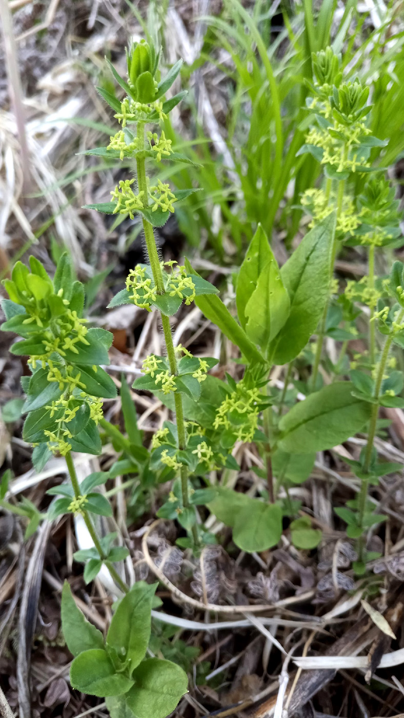 Image of Cruciata krylovii specimen.