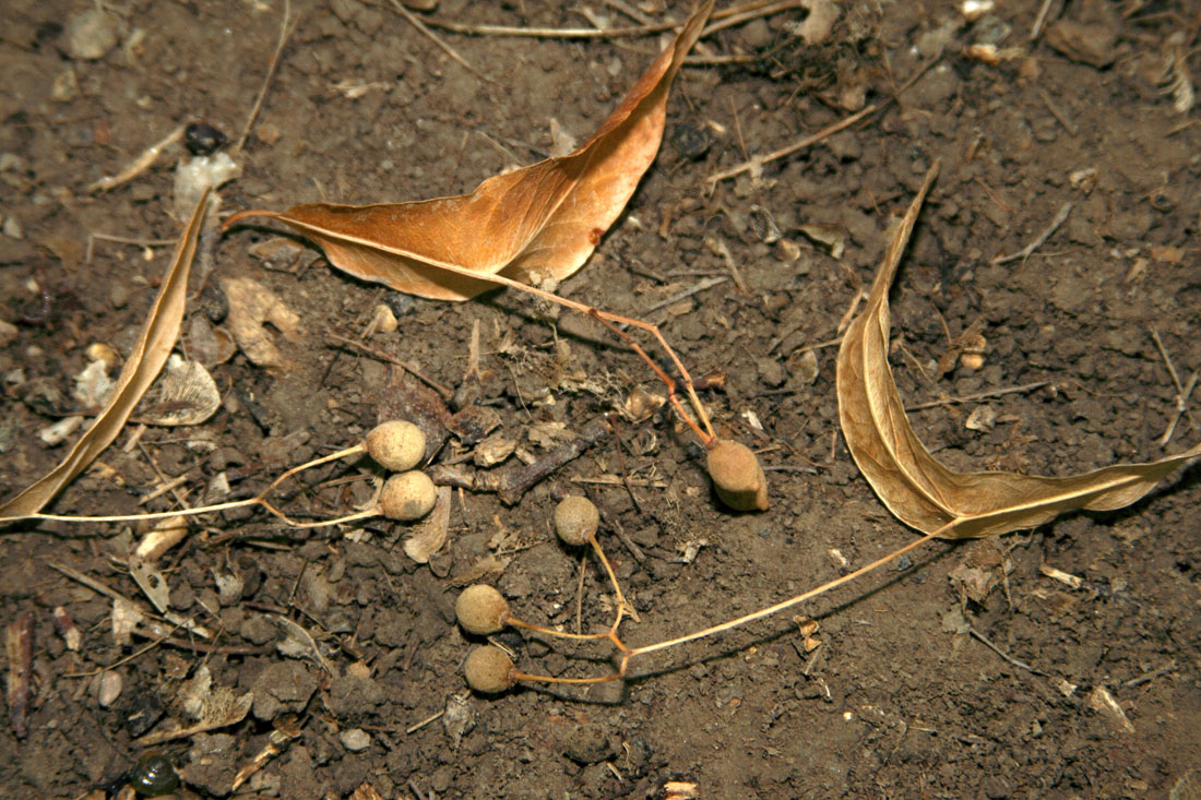 Image of Tilia japonica specimen.