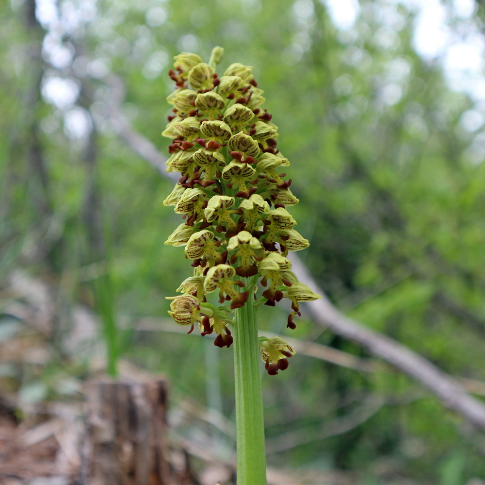 Image of Orchis punctulata specimen.