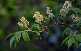 Sambucus racemosa