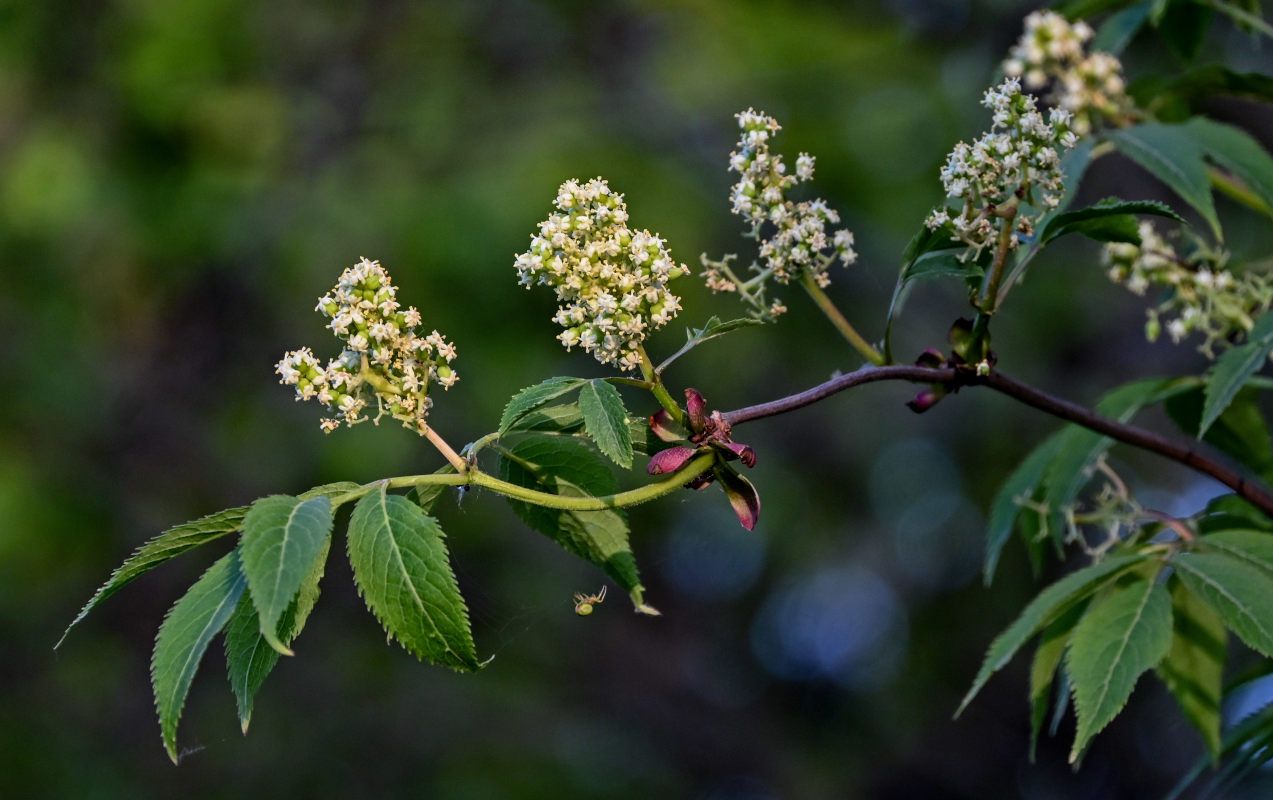 Image of Sambucus racemosa specimen.