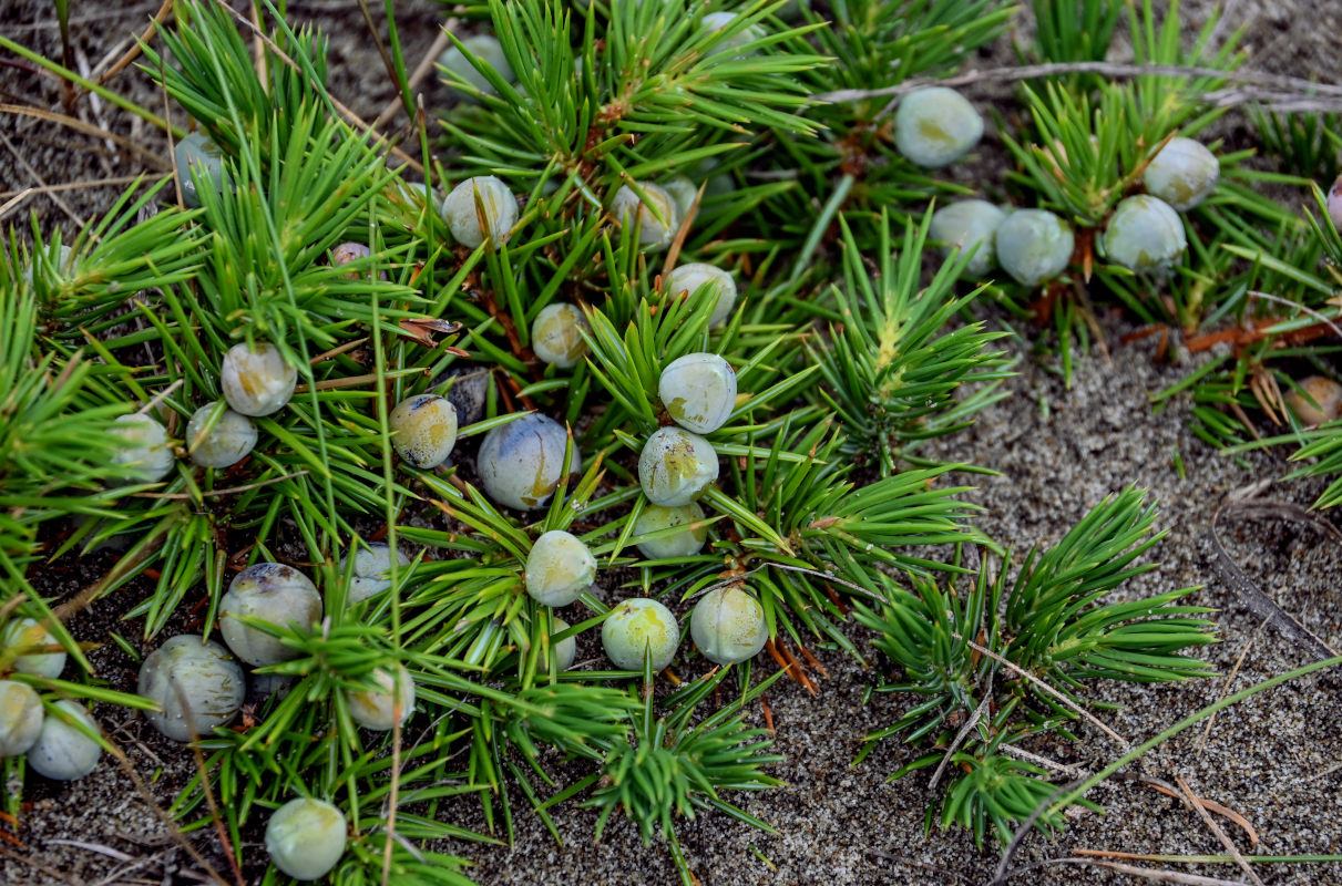 Изображение особи Juniperus sibirica.