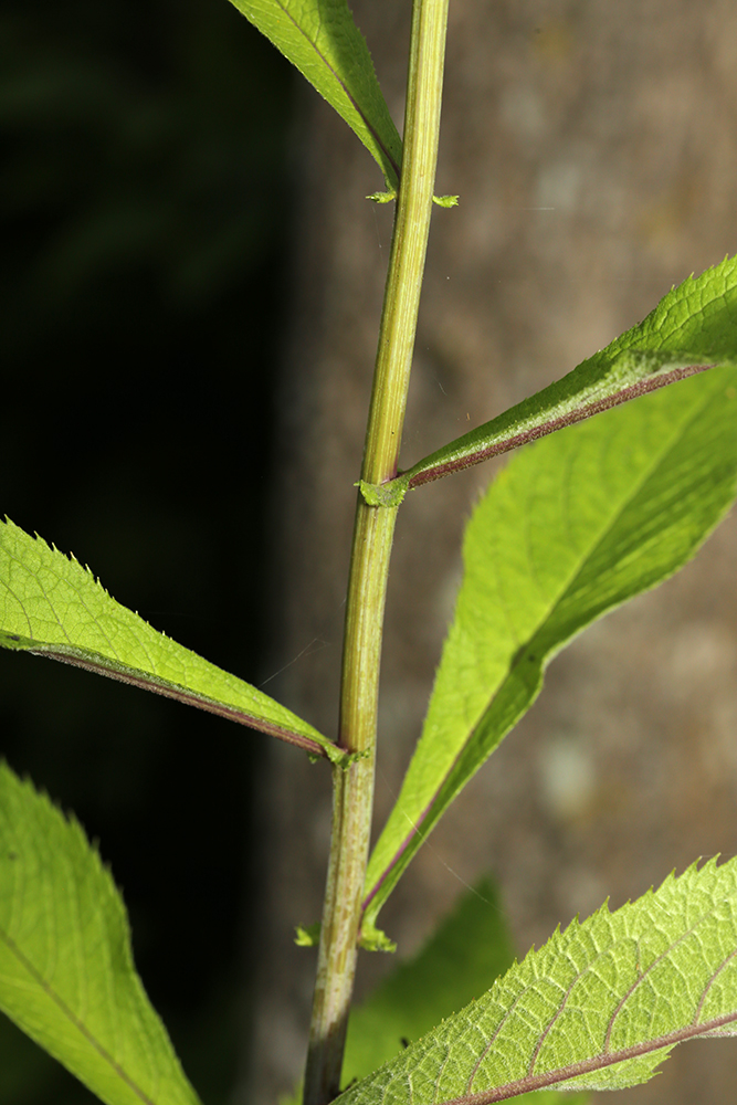 Image of Senecio litvinovii specimen.