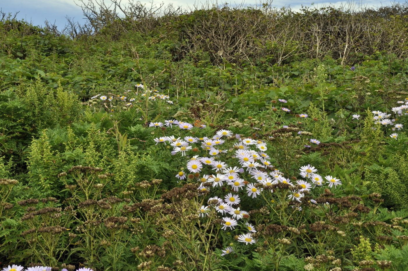 Изображение особи семейство Asteraceae.