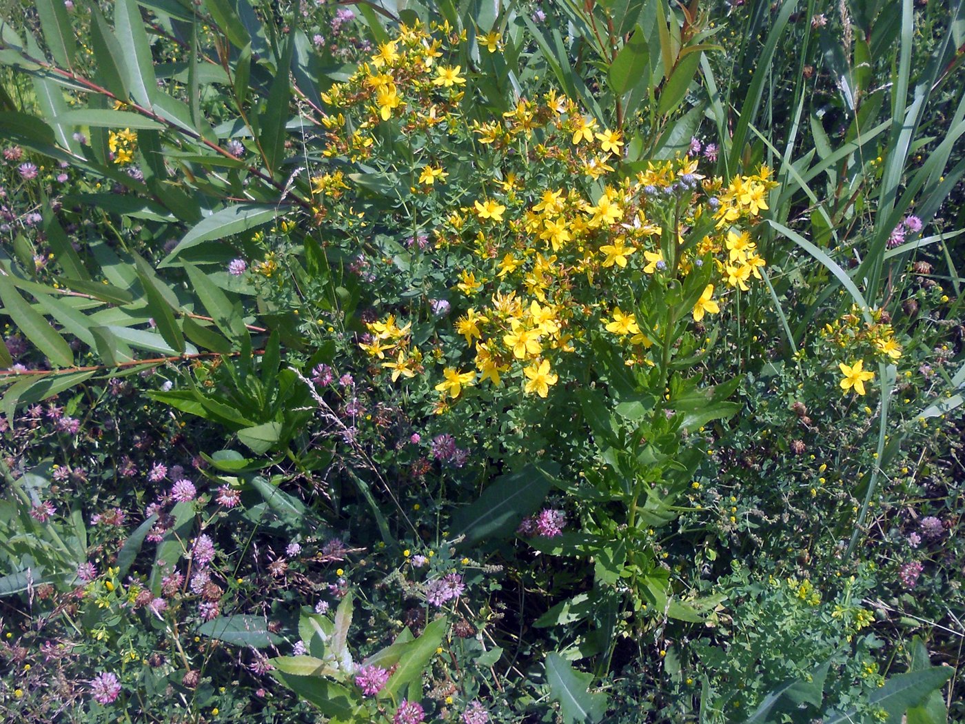 Image of Hypericum perforatum specimen.