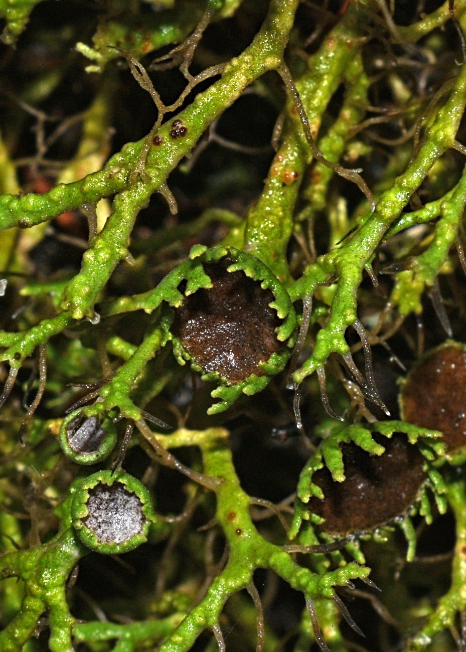 Image of Anaptychia ciliaris specimen.