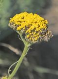 Achillea filipendulina