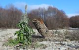 Verbascum gnaphalodes