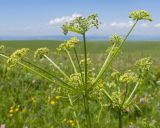 familia Apiaceae. Верхушка побега с соцветием-зонтиком. Карачаево-Черкесия, Зеленчукский р-н, гора Джисса, ≈ 1600 м н.у.м., субальпийский луг. 14.06.2024.