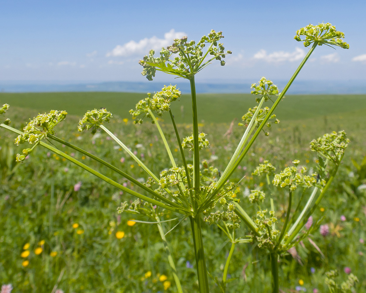 Image of familia Apiaceae specimen.