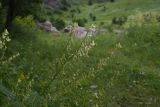 Astragalus galegiformis. Верхушка плодоносящего растения. Чечня, Шаройский р-н, долина р. Цесиахк, рядом с домом Мансура, выс. ок. 1500 м н.у.м., луг. 28 июня 2024 г.