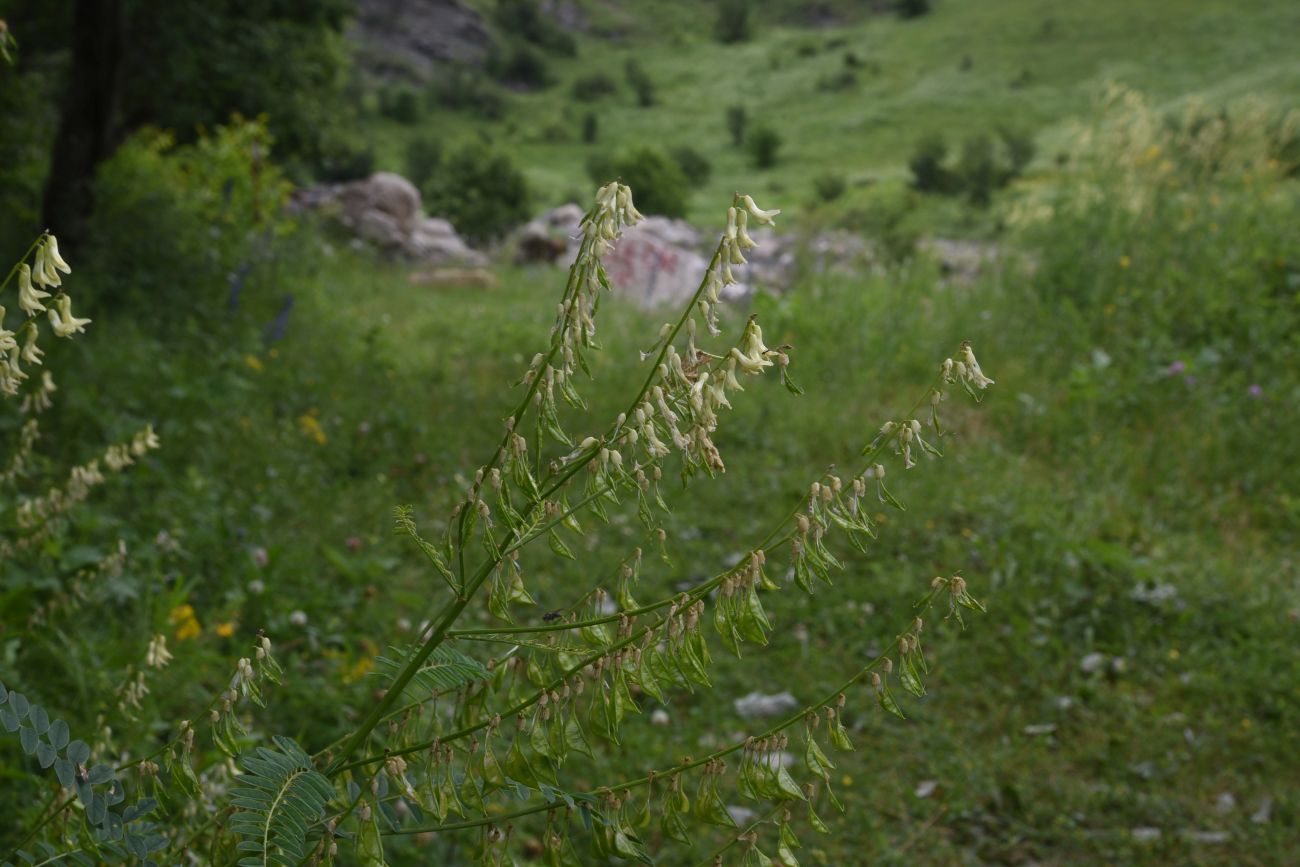 Изображение особи Astragalus galegiformis.