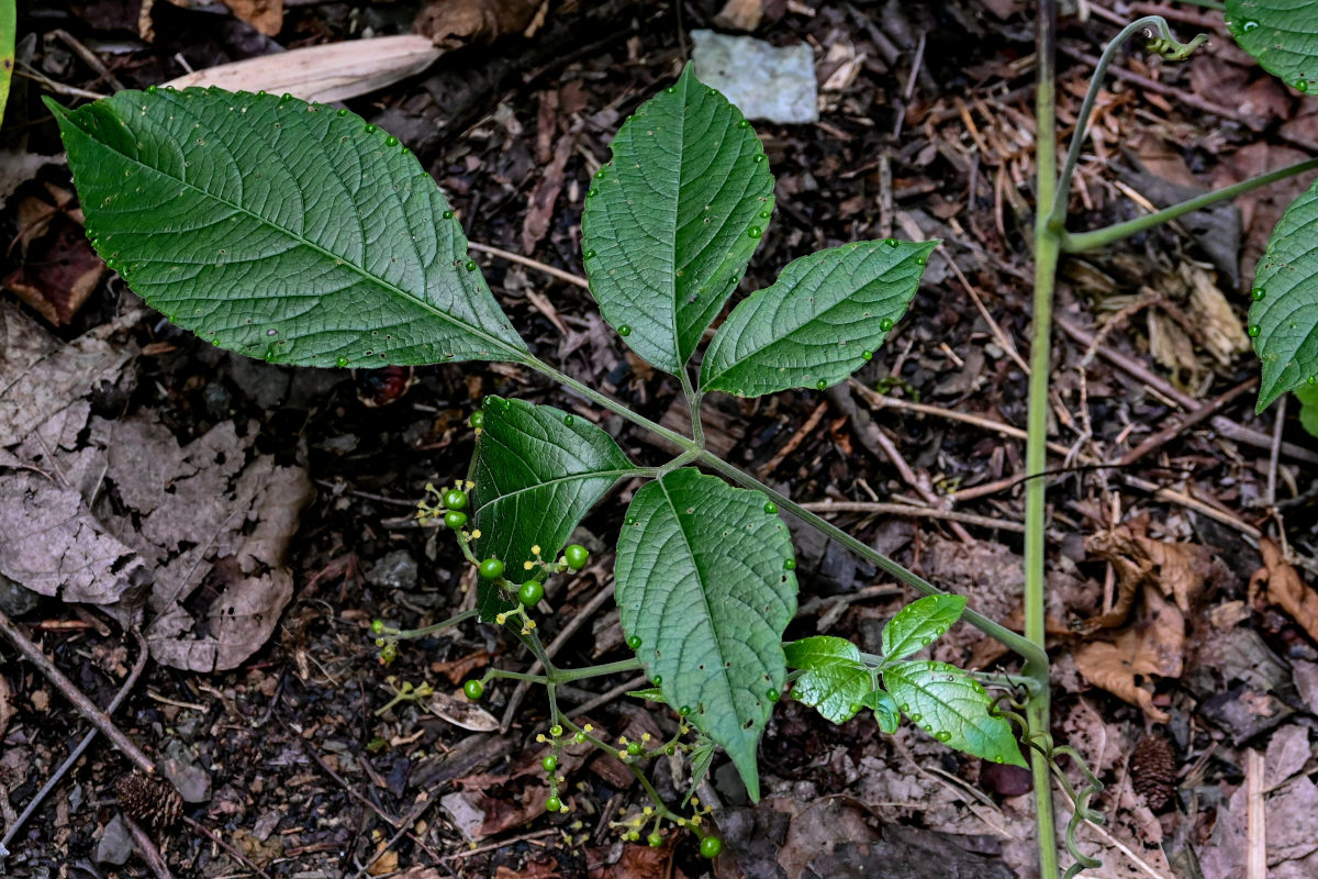 Image of Causonis japonica specimen.