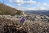 Pulsatilla taurica