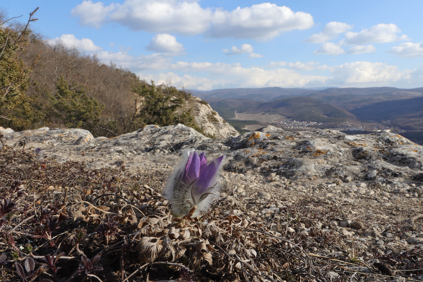 Изображение особи Pulsatilla taurica.