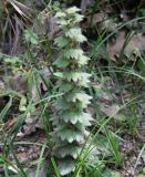 Ajuga orientalis