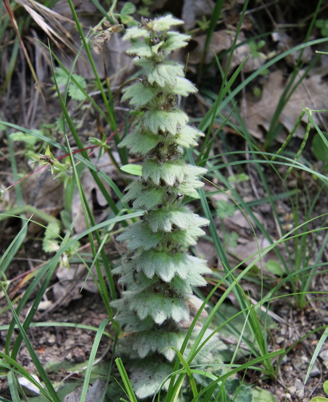 Image of Ajuga orientalis specimen.