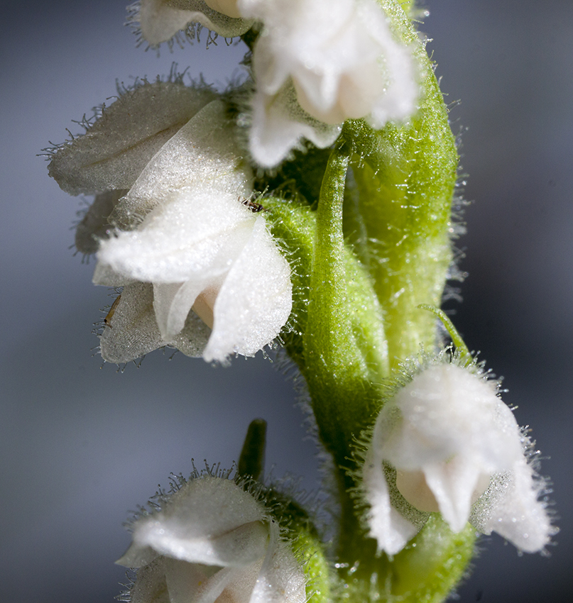 Image of Goodyera repens specimen.