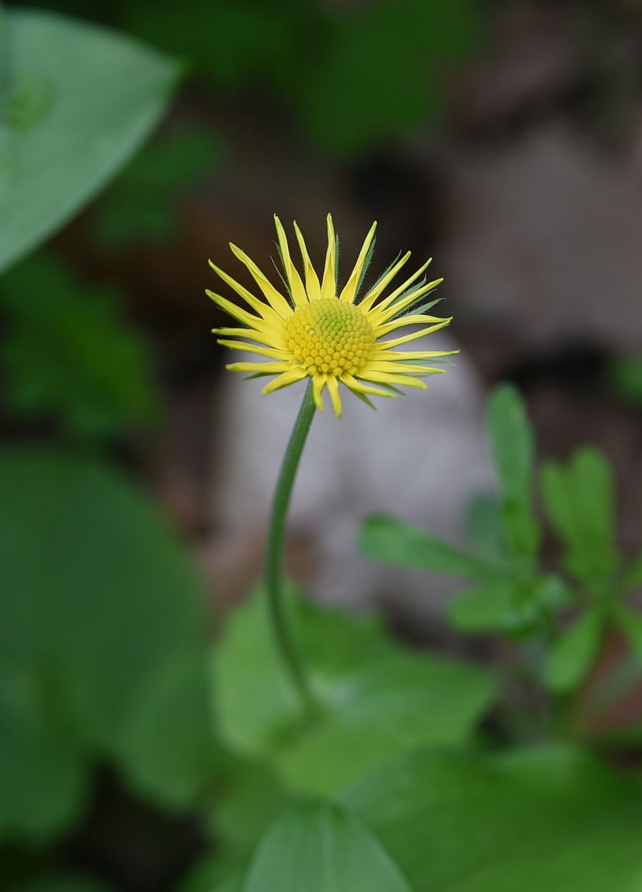 Image of Doronicum orientale specimen.