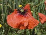 View full-size image Papaver rhoeas