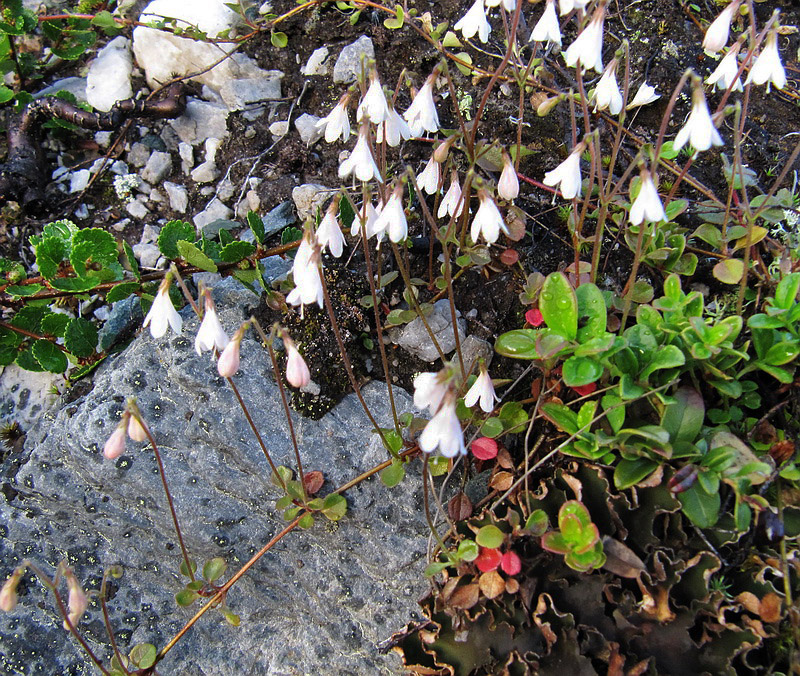 Image of Linnaea borealis specimen.