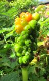 View full-size image Arum italicum