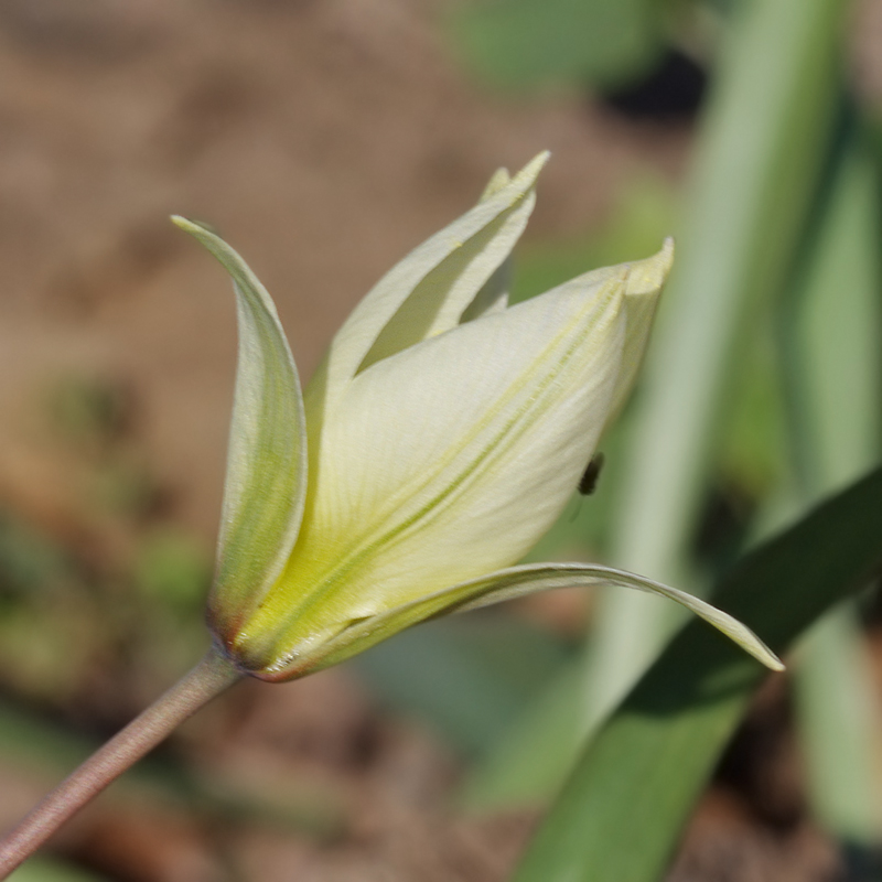 Image of Tulipa biebersteiniana specimen.