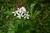View full-size image Anemonastrum fasciculatum
