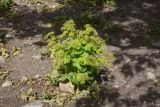 View full-size image Smyrnium rotundifolium