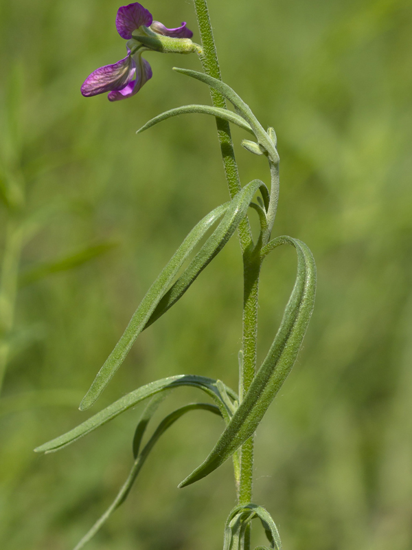 Image of Matthiola bicornis specimen.