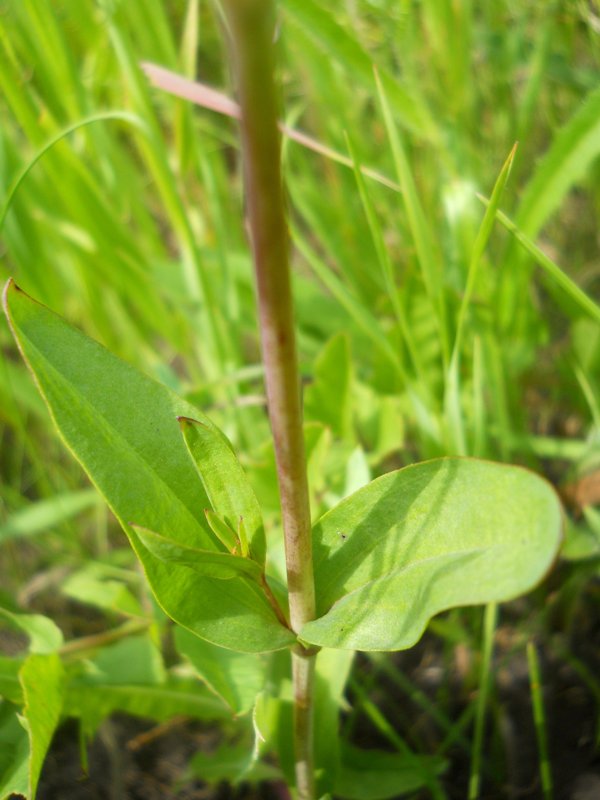 Image of Gypsophila altissima specimen.