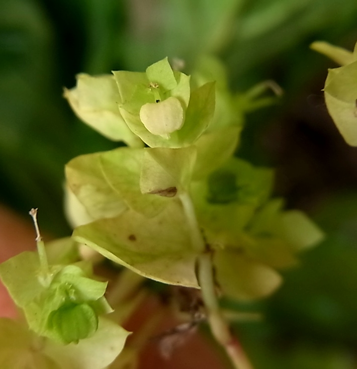 Image of genus Euphorbia specimen.