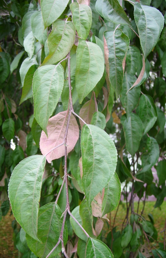 Image of genus Malus specimen.