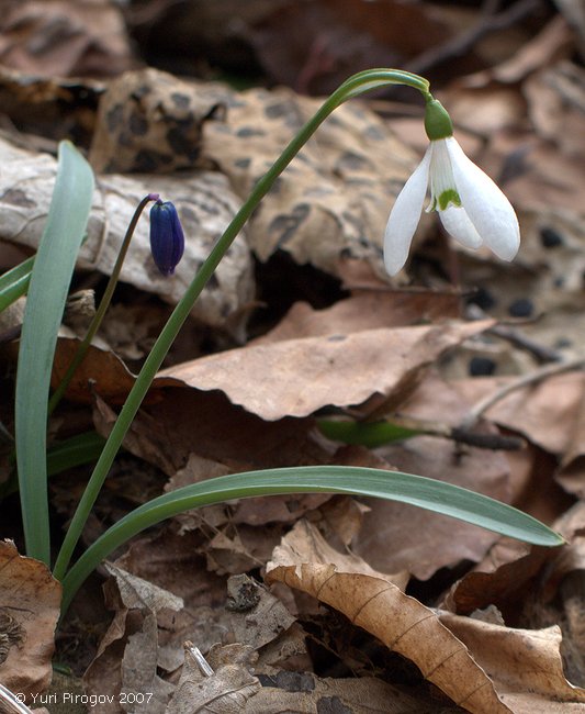 Image of Galanthus alpinus specimen.