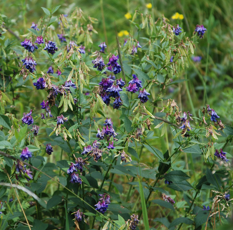 Изображение особи Vicia unijuga.