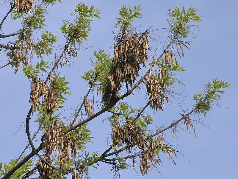 Image of Fraxinus pennsylvanica specimen.