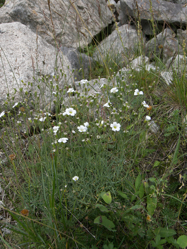 Image of Minuartia circassica specimen.