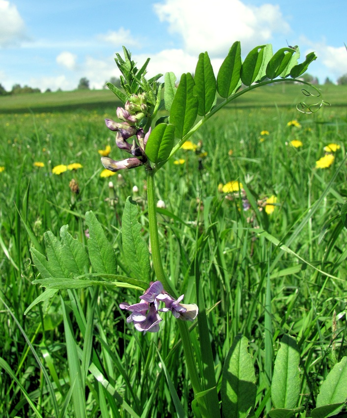 Image of Vicia sepium specimen.