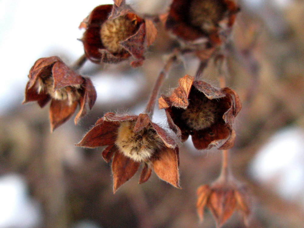 Изображение особи Dasiphora fruticosa.