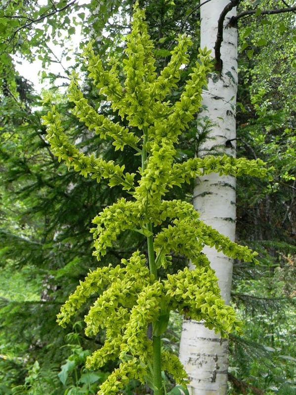 Image of Veratrum lobelianum specimen.