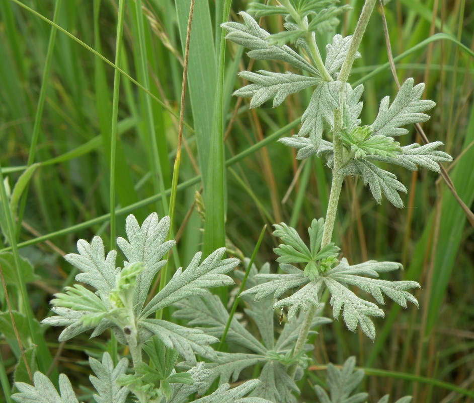 Image of Potentilla impolita specimen.