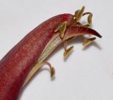 Erythrina crista-galli. Пестик и тычинки. Израиль, Шарон, г. Герцлия, в культуре. 29.05.2012.