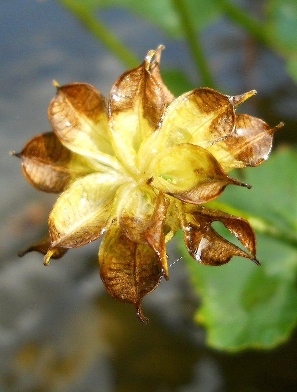 Image of Caltha palustris specimen.